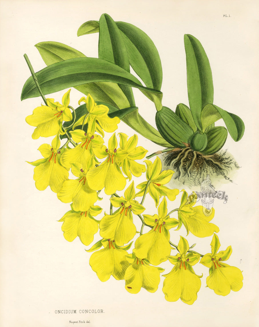 Warner Orchid Album Prints 1882 Oncidium Concolor
