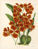 Warner Orchid Album Prints 1882 Oncidium Forbesii