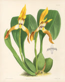 Warner Orchid Album Prints 1882 Maxillaria Luteo-Alba - Panteek Antique Prints