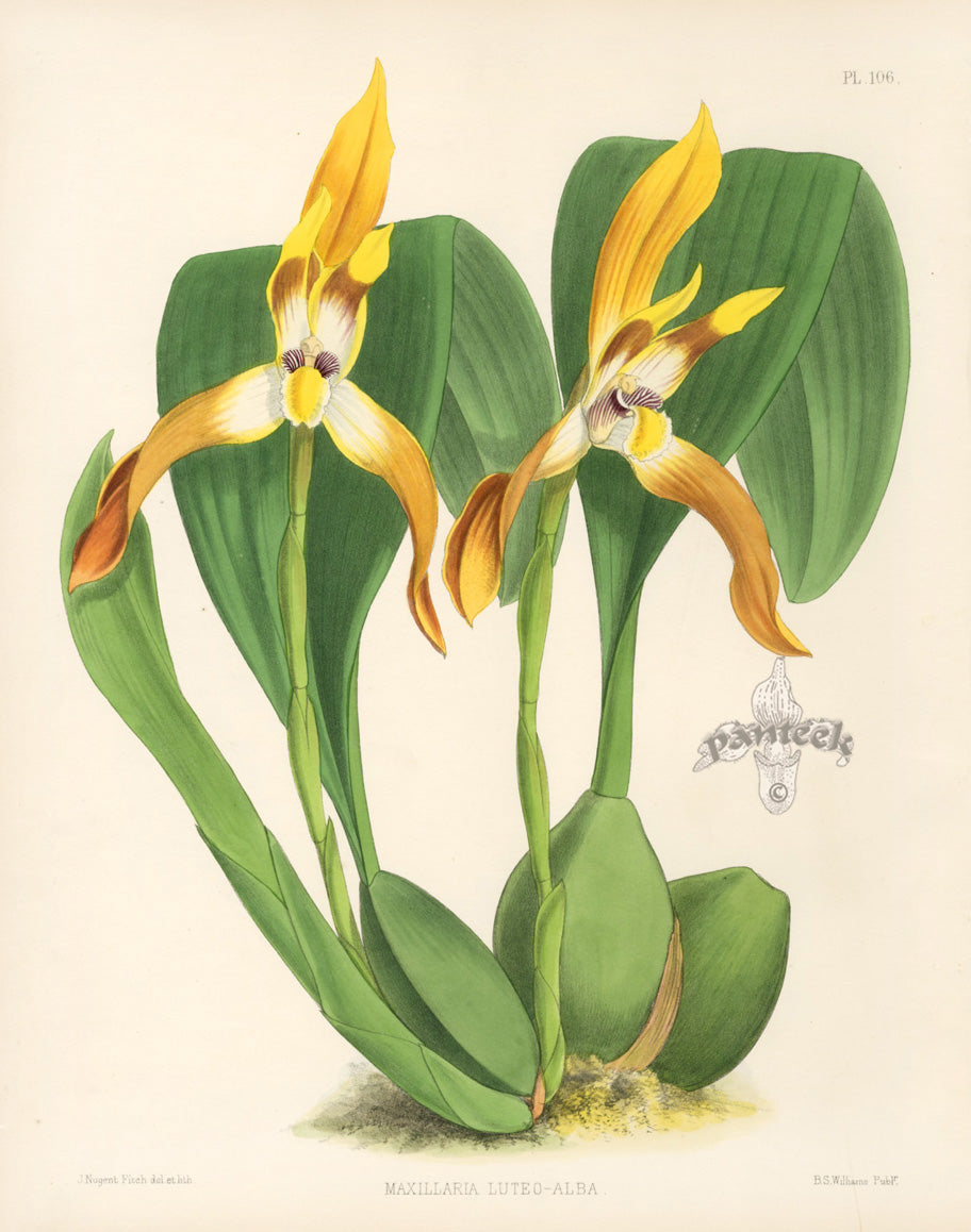 Warner Orchid Album Prints 1882 Maxillaria Luteo-Alba