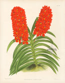Warner Orchid Album Prints 1882 Saccolabium Curvifolium