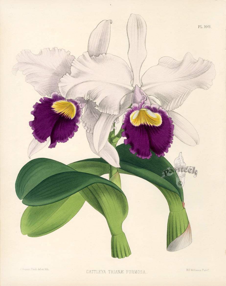 Warner Orchid Album Prints 1882 Cattleya Trianae