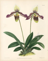 Warner Orchid Album Prints 1882 Cypripedium Melanopthalmum