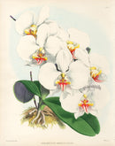 Warner Orchid Album Prints 1882 Phalaenopsis Ama.