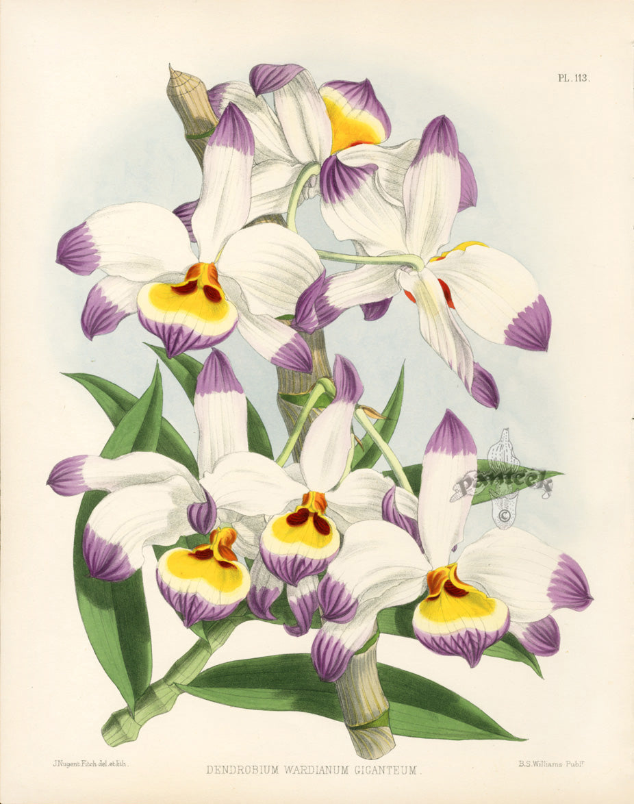 Warner Orchid Album Prints 1882 Dendrobium War.