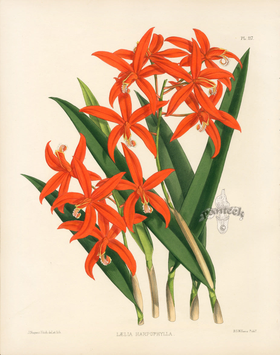 Warner Orchid Album Prints 1882 Laelia Harpophylla