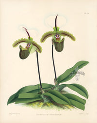 Warner Orchid Album Prints 1882 Cypripedium Spicerianum
