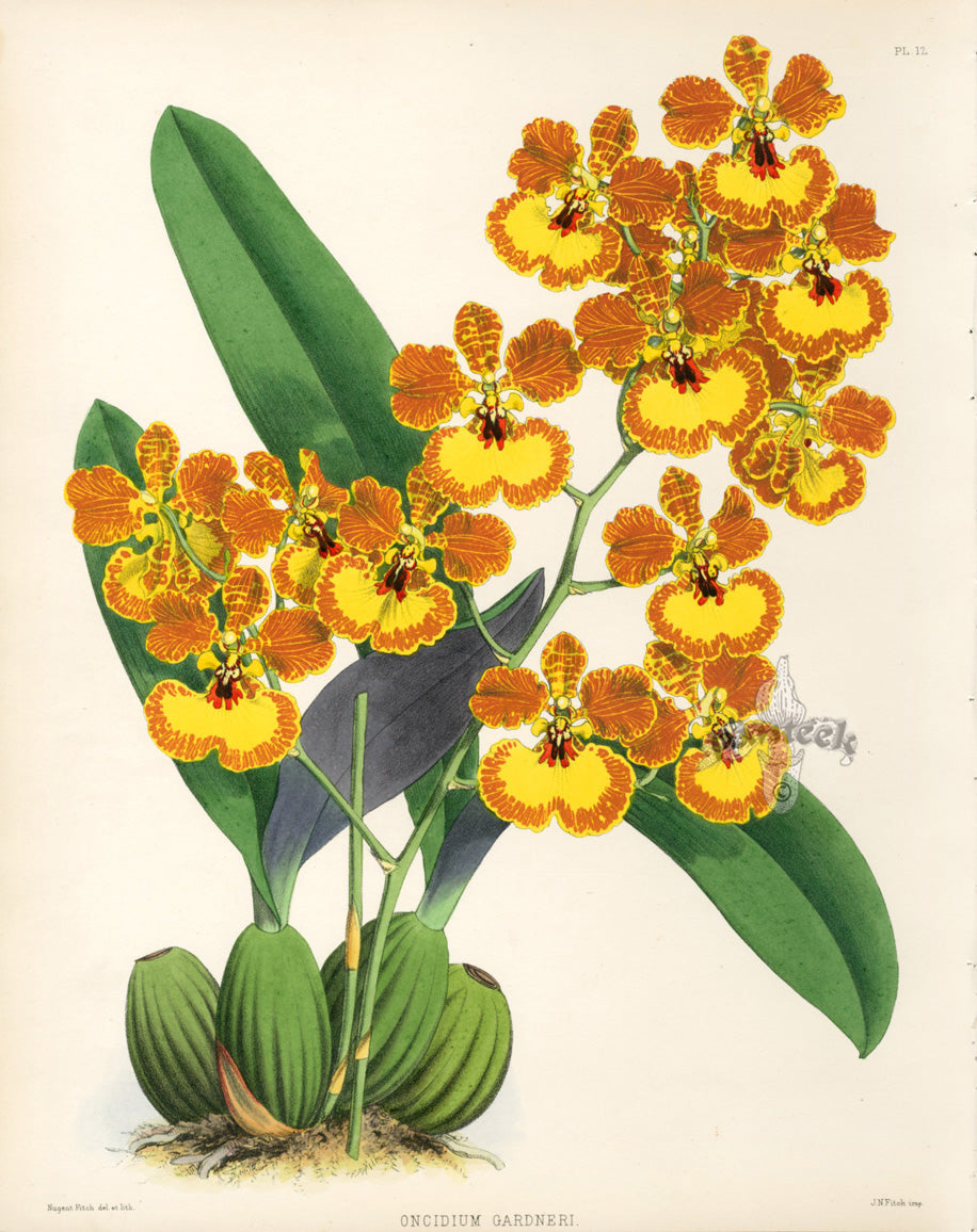 Warner Orchid Album Prints 1882 Oncidium Gardneri
