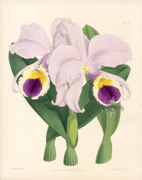 Warner Orchid Album Prints 1882 Cattleya Labiata