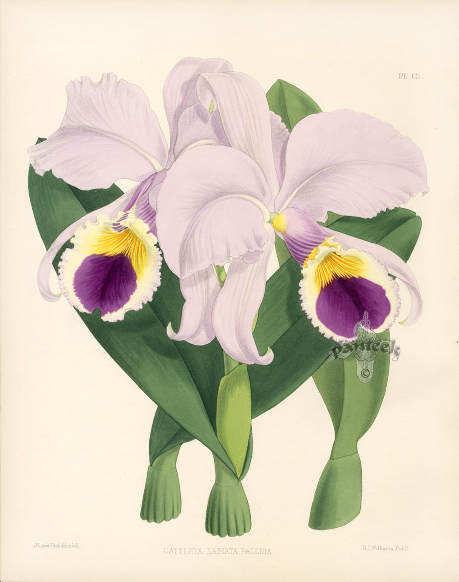 Warner Orchid Album Prints 1882 Cattleya Labiata