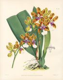 Warner Orchid Album Prints 1882 Oncidium Lanceanum