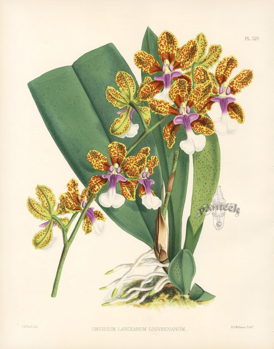 Warner Orchid Album Prints 1882 Oncidium Lanceanum