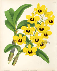 Warner Orchid Album Prints 1882 Dendrobium Suavissimum