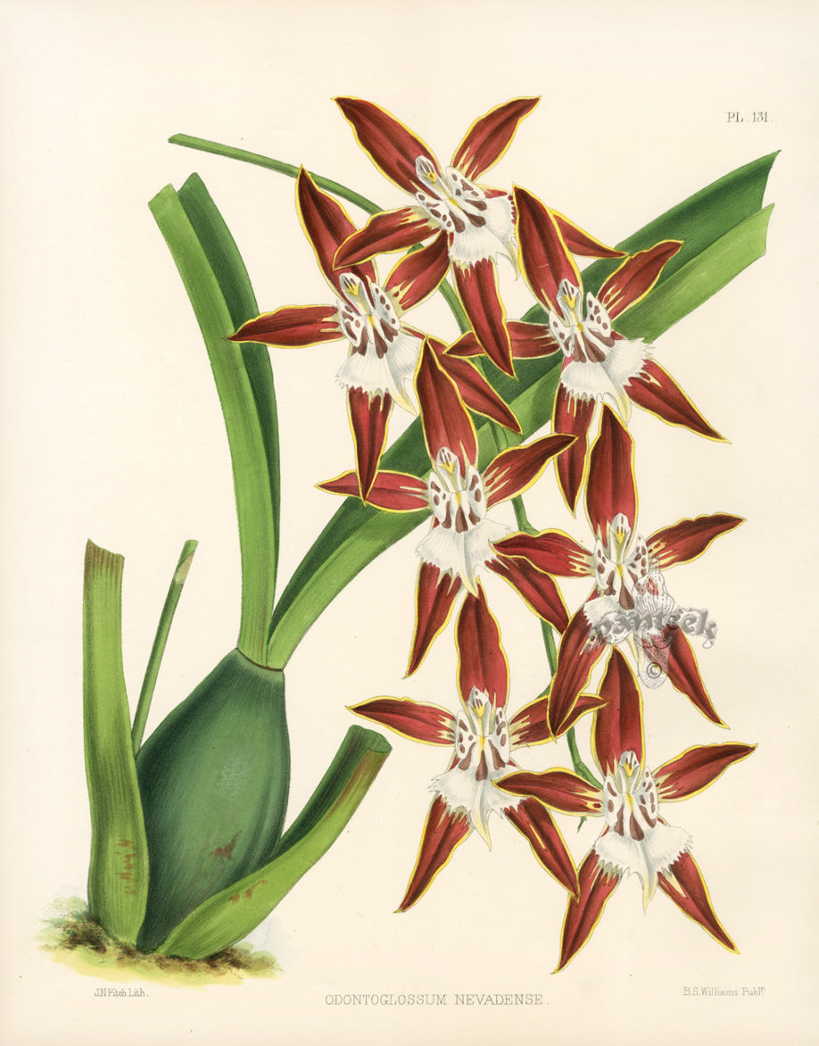 Warner Orchid Album Prints 1882 Odontoglossum Nev.