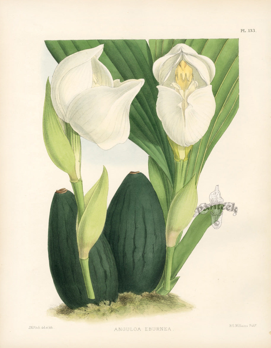 Warner Orchid Album Prints 1882 Anguloa Eburnea