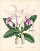 Warner Orchid Album Prints 1882 Laelia Amanda