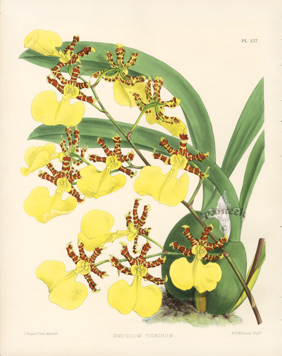 Warner Orchid Album Prints 1882 Oncidium Tigrinum