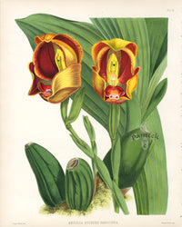 Warner Orchid Album Prints 1882 Anguloa Ruckerii