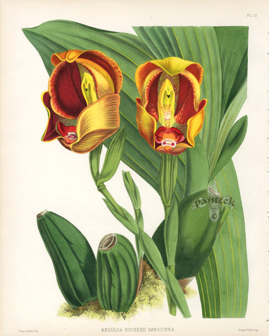 Warner Orchid Album Prints 1882 Anguloa Ruckerii