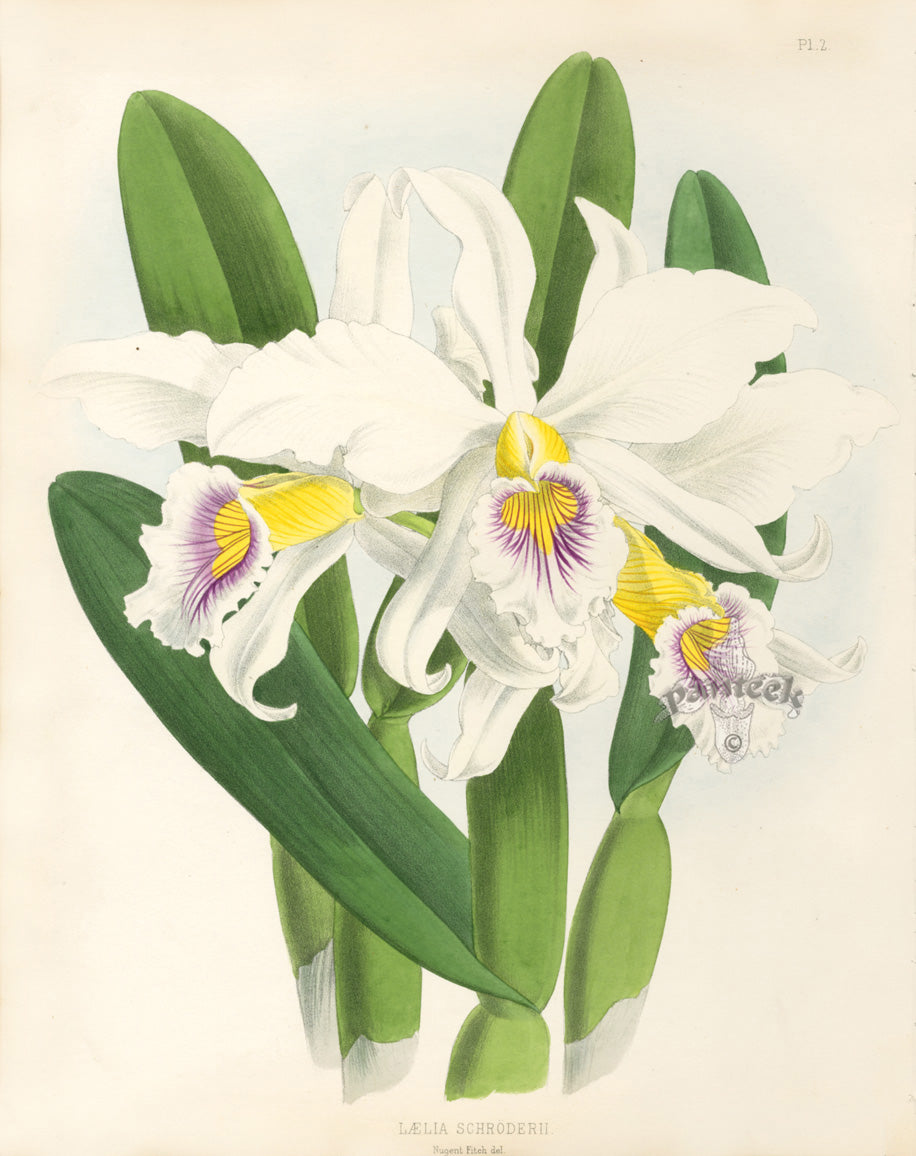 Warner Orchid Album Prints 1882 Laelia Schroderii
