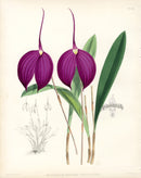 Warner Orchid Album Prints 1882 Masdevallia Harryana