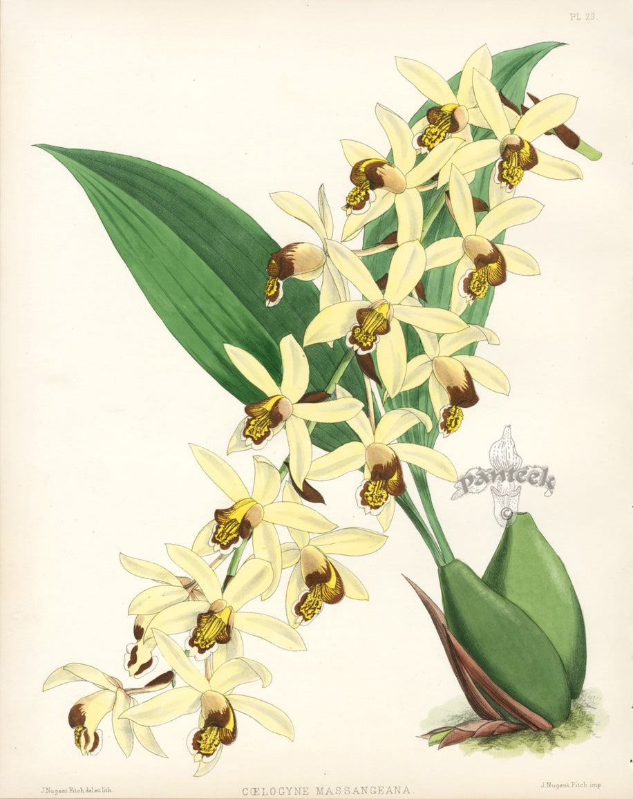 Warner Orchid Album Prints 1882 Gaelogyne Massangeana