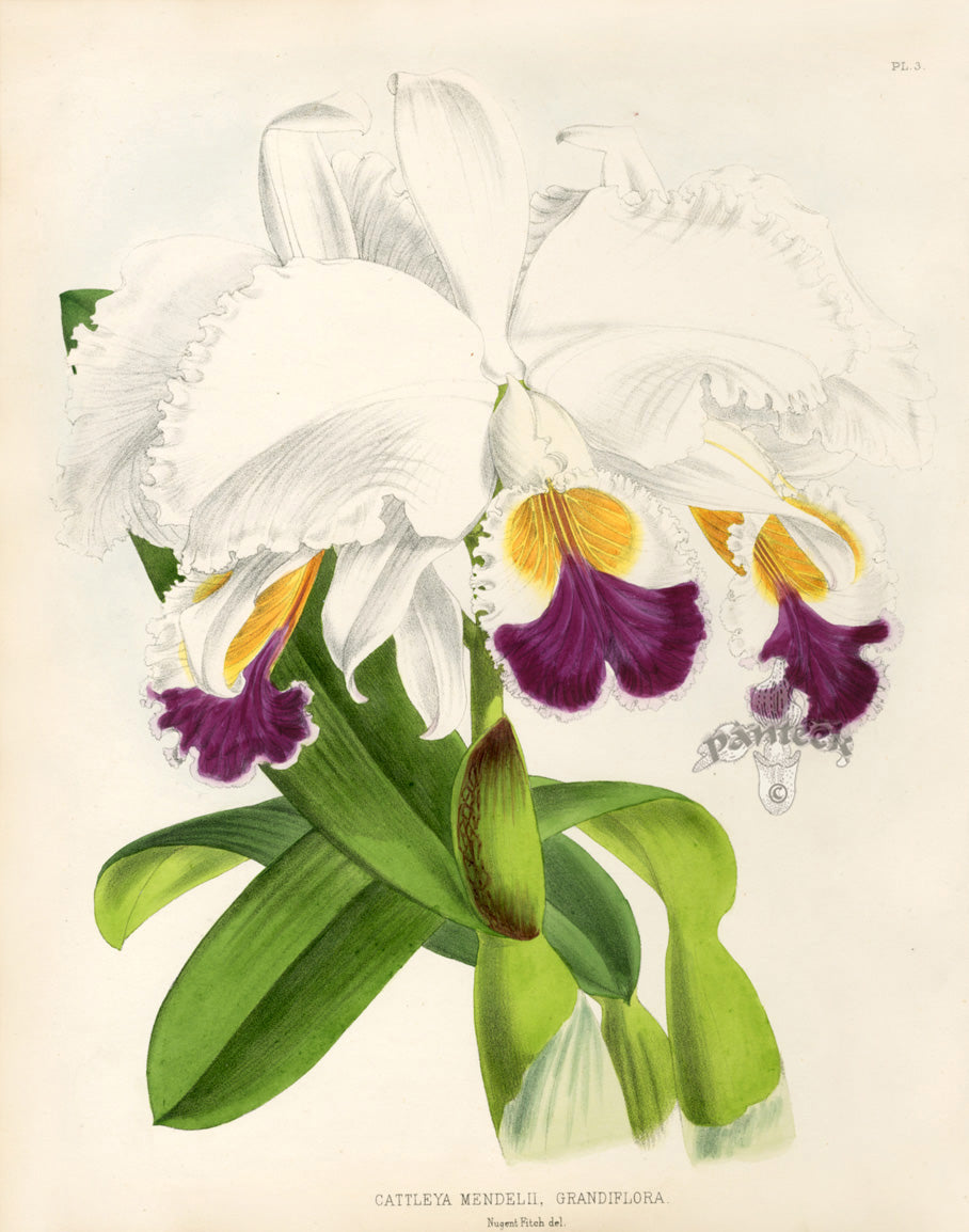 Warner Orchid Album Prints 1882 Cattleya Mendelii, Gra.