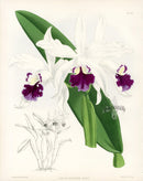 Warner Orchid Album Prints 1882 Laelia Elegans Alba
