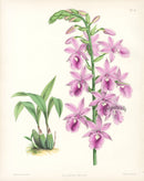 Warner Orchid Album Prints 1882 Calanthe Veitchii