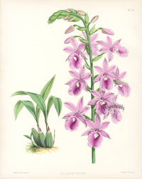 Warner Orchid Album Prints 1882 Calanthe Veitchii