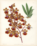 Warner Orchid Album Prints 1882 Oncidium Hae.