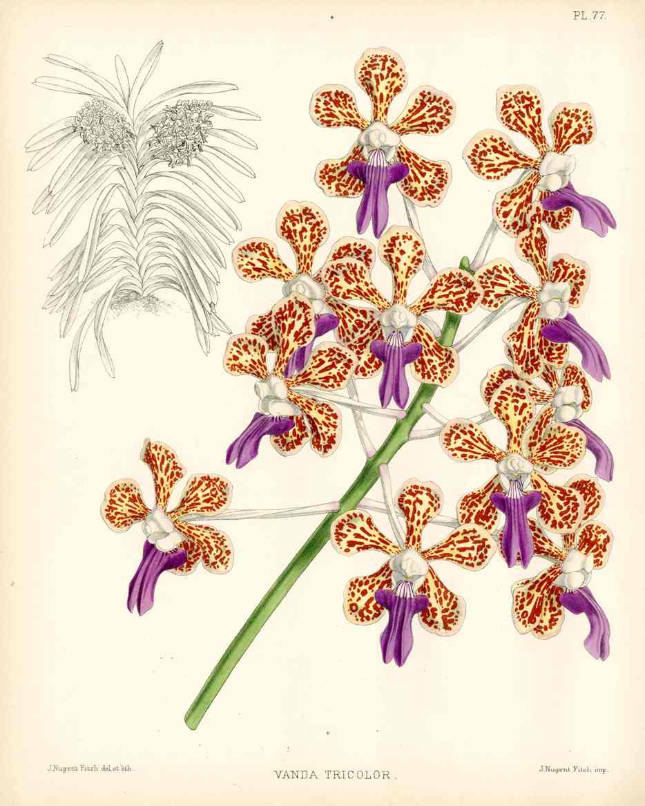 Warner Orchid Album Prints 1882 Vanda Tricolor