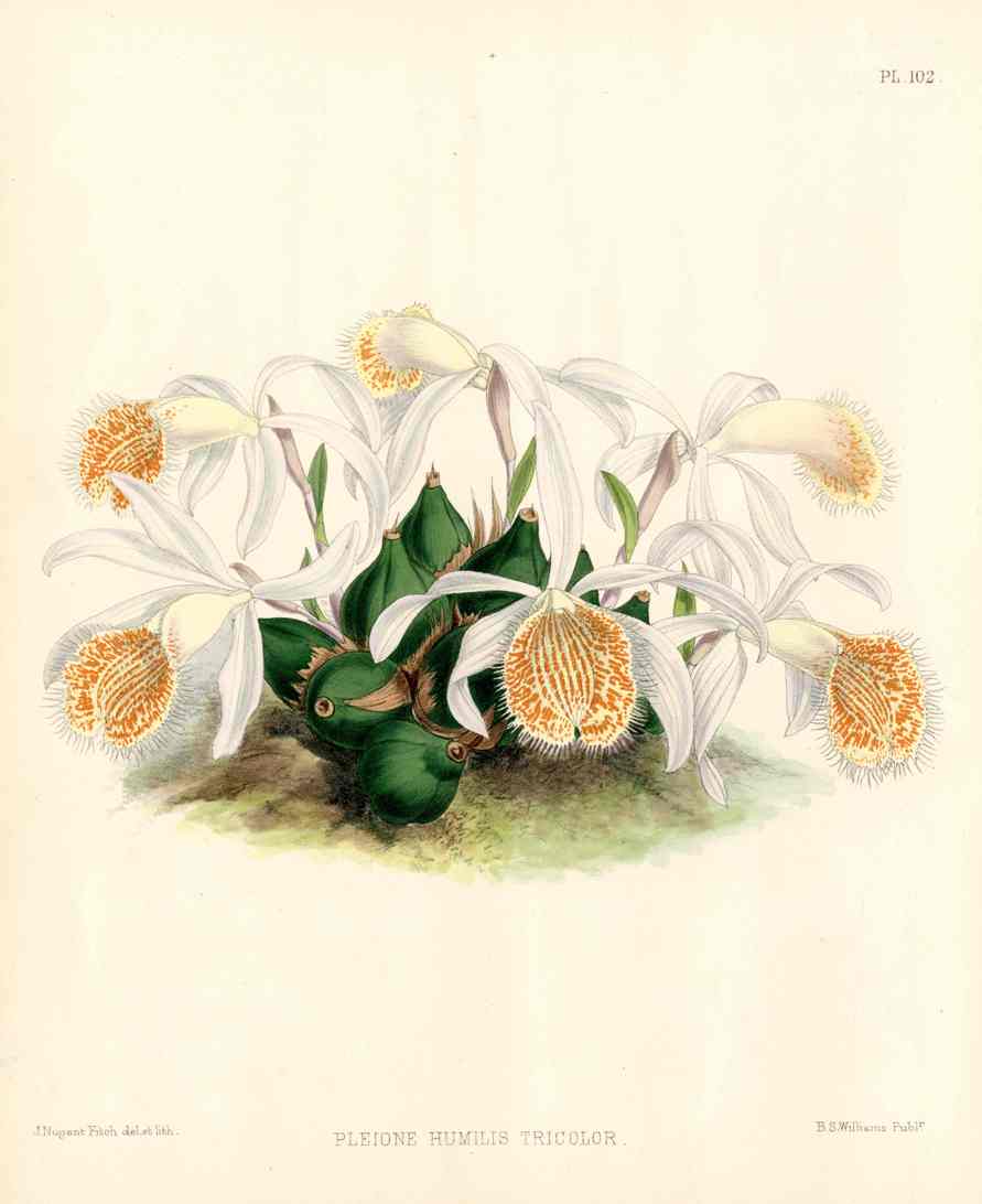 Warner Orchid Album Prints 1882 Pleione Humilis