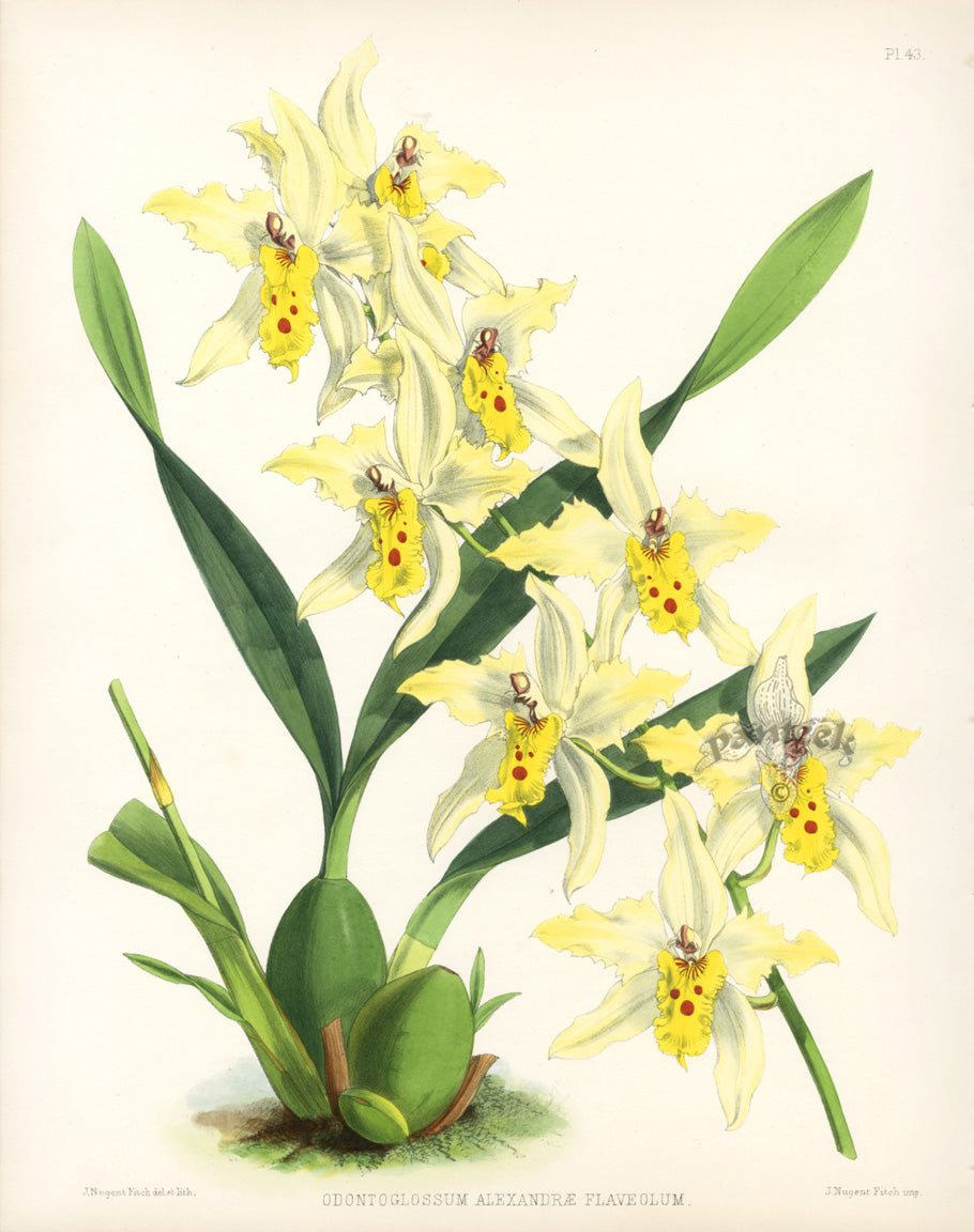 Warner Orchid Album Prints 1882 Odontoglossum Alexandrae