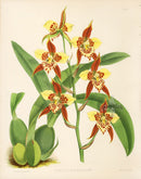 Warner Orchid Album Prints 1882 Odontoglossum