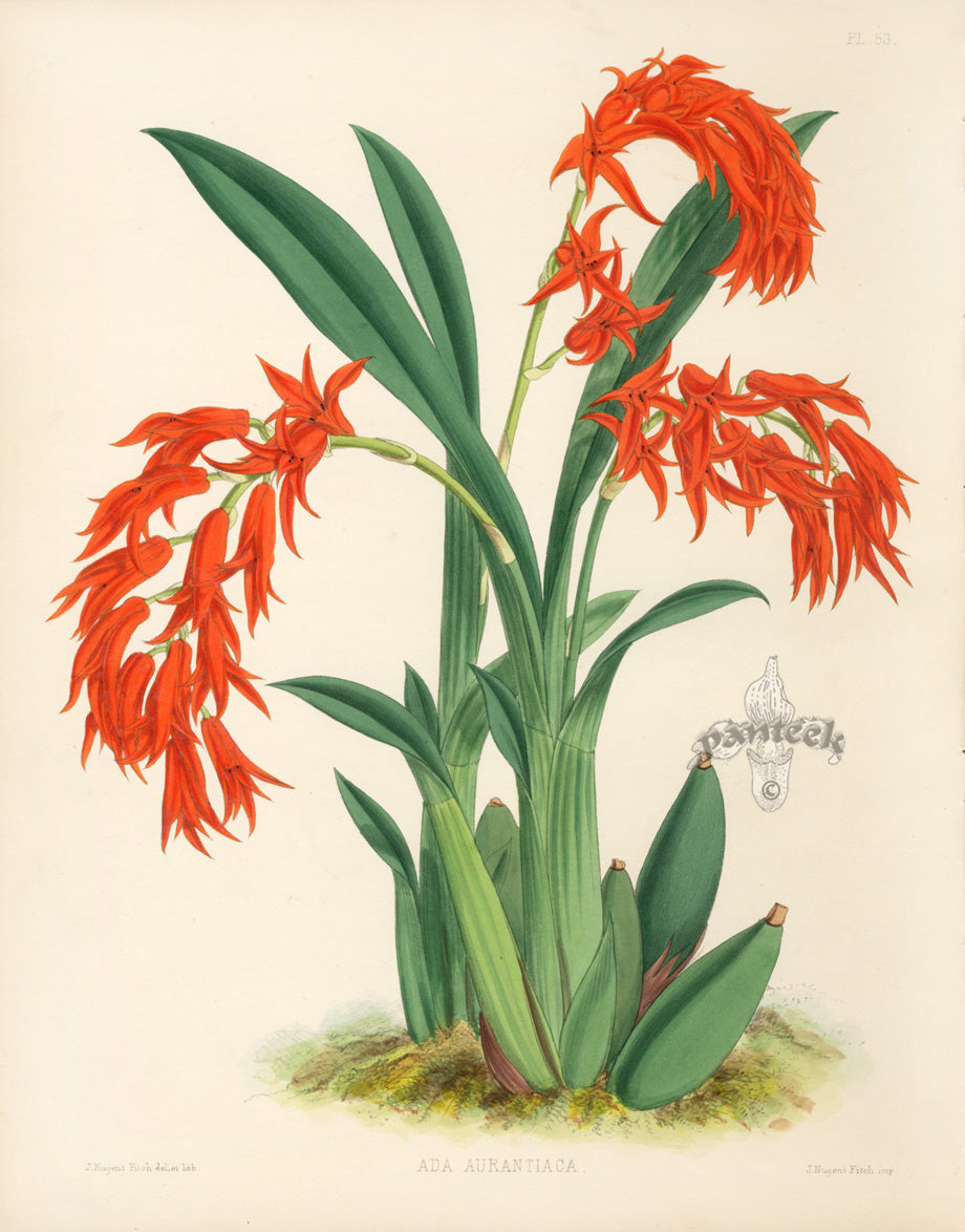 Warner Orchid Album Prints 1882 Ada Aurantiaca