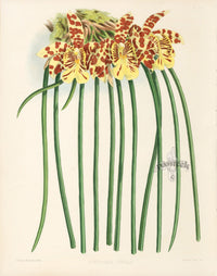 Warner Orchid Album Prints 1882 Scuticaria Steelii