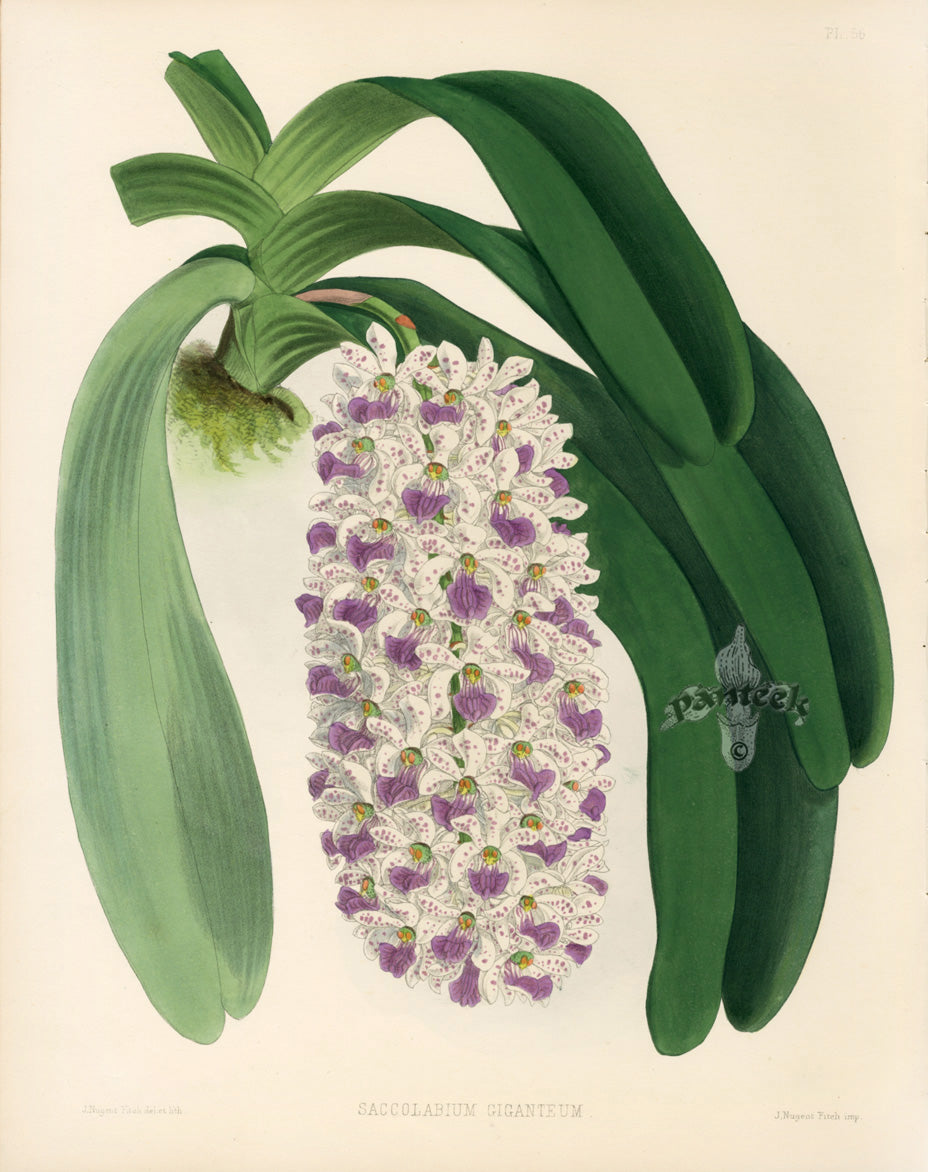 Warner Orchid Album Prints 1882 Saccolabium Gig.