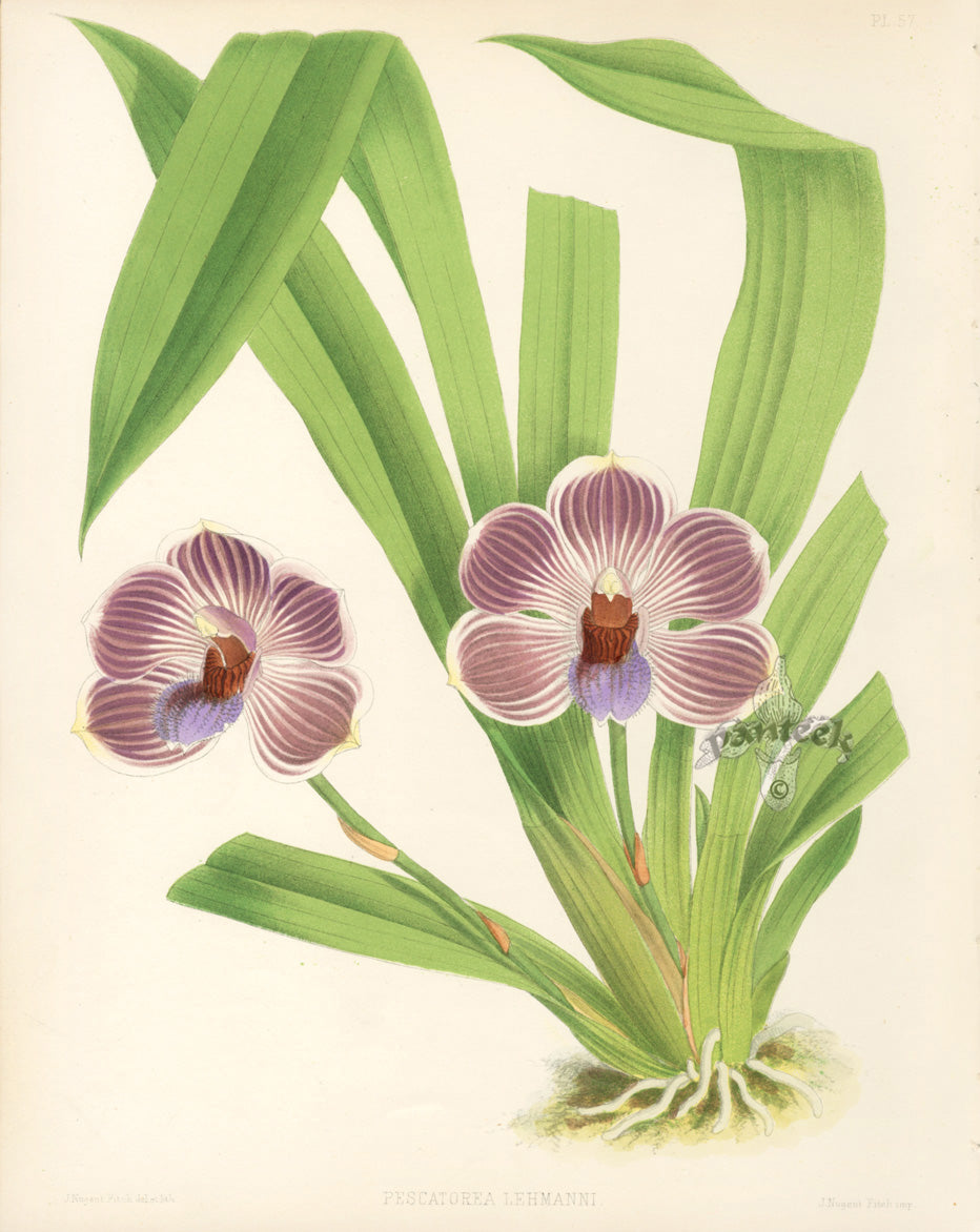 Warner Orchid Album Prints 1882 Pescatorea Lehmanni
