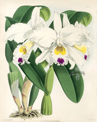 Warner Orchid Album Prints 1882 Cattleya Morganae