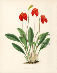Warner Orchid Album Prints 1882 Masdevallia Ignea