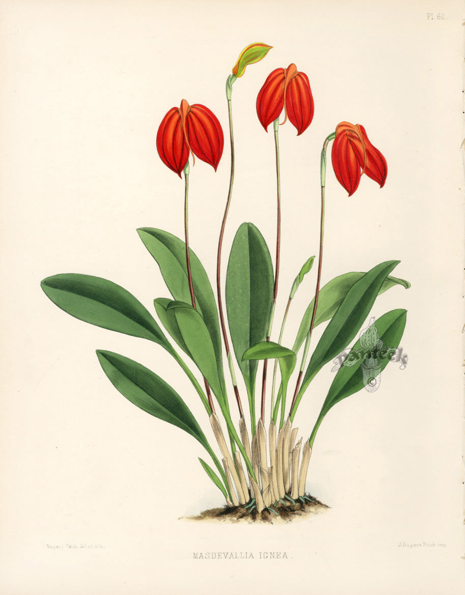 Warner Orchid Album Prints 1882 Masdevallia Ignea