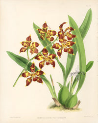 Warner Orchid Album Prints 1882 Odontoglossum Cristatellum - Panteek Antique Prints