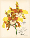 Warner Orchid Album Prints 1882 Odontoglossum Grande