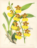 Warner Orchid Album Prints 1882 Odontoglossum Londes.