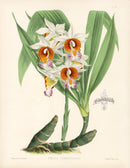 Warner Orchid Album Prints 1882 Phajus Tuberculosus