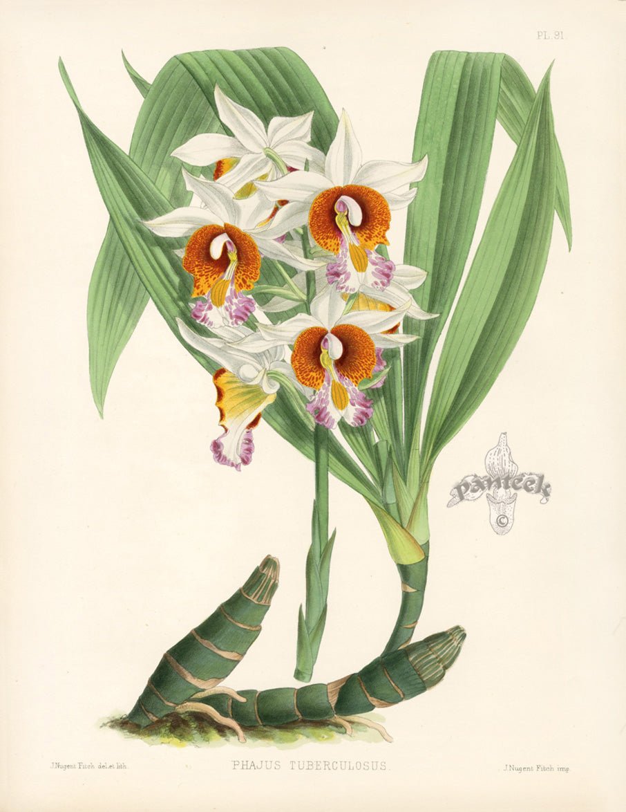 Warner Orchid Album Prints 1882 Phajus Tuberculosus