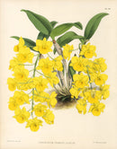 Warner Orchid Album Prints 1882 Dendrobium Farmerii