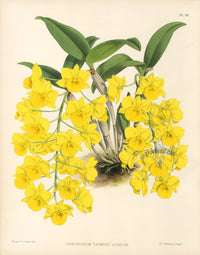 Warner Orchid Album Prints 1882 Dendrobium Farmerii