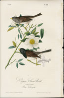 Audubon Original 1840 Oregon Snow Bird, Rose Print